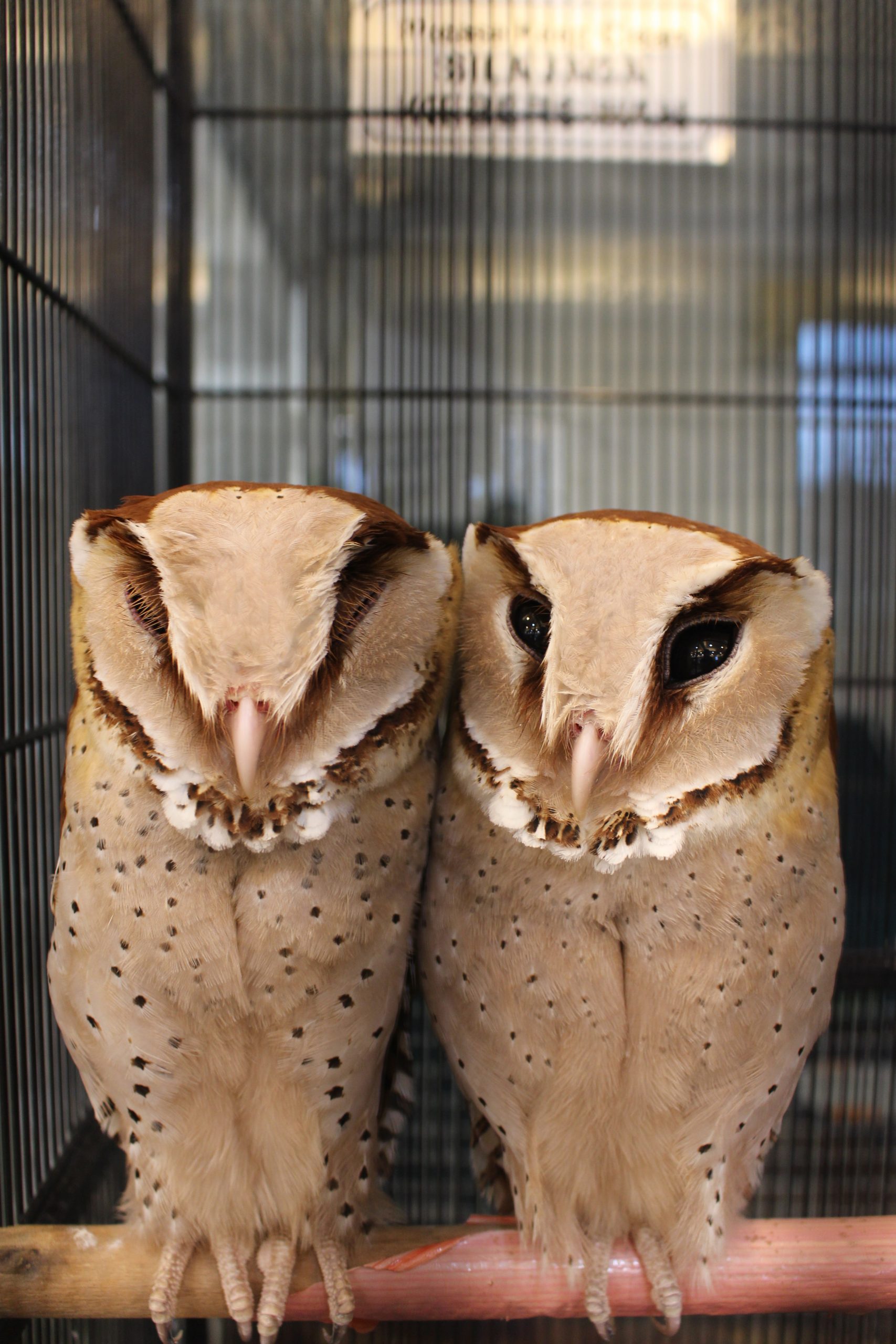 Area 1-Fluffy paradise_ oriental bay owls