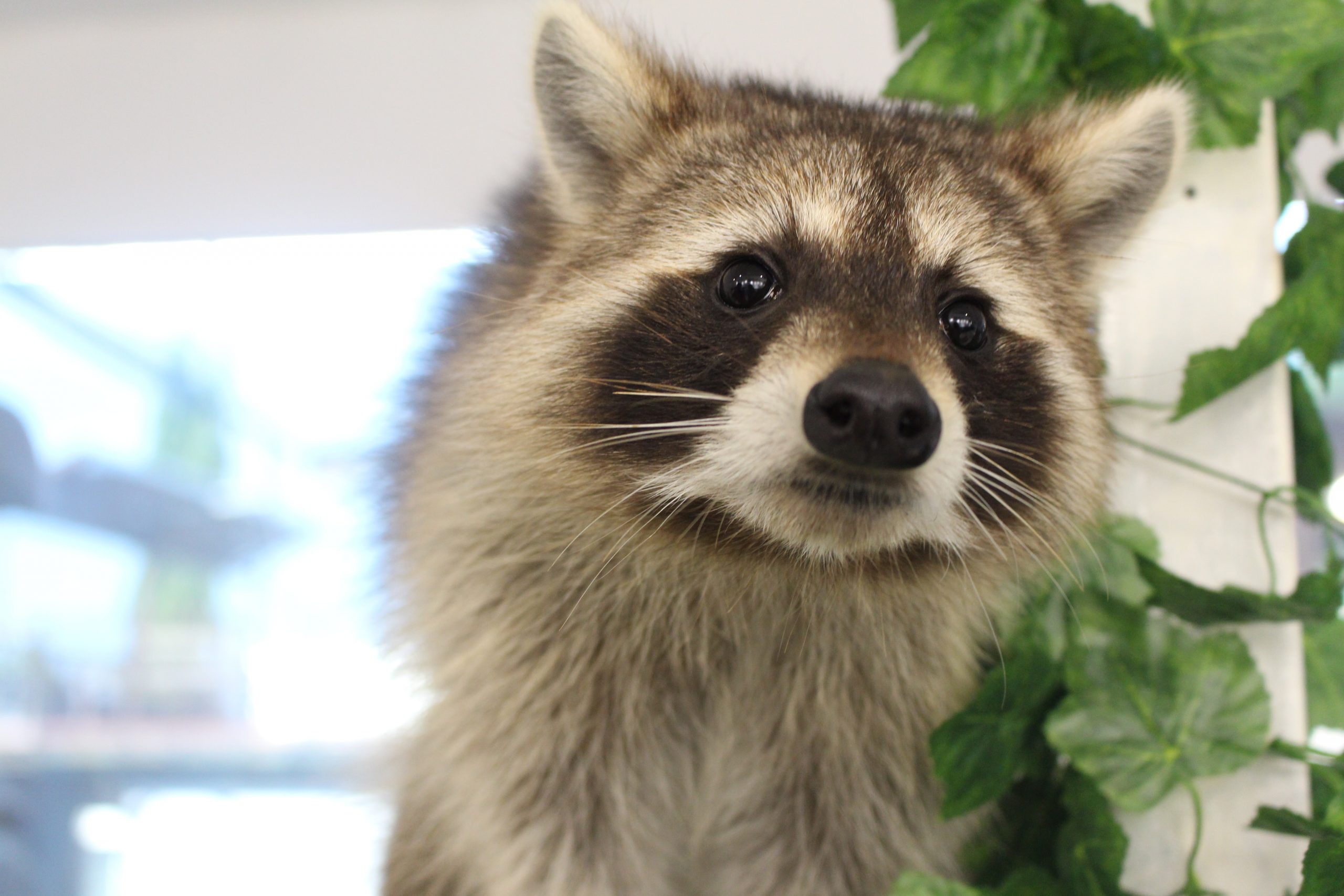 Racoon (2)